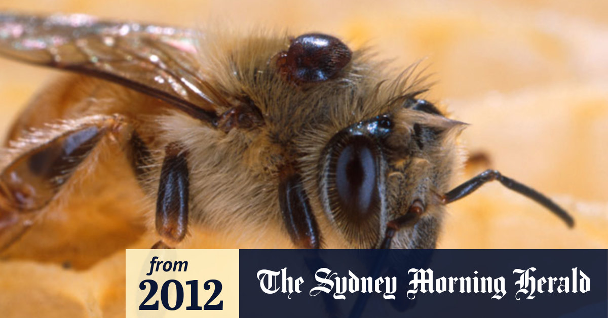 Video This might be the bees' worst enemy